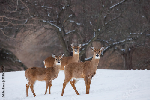 Photo Three deer posing in the snow