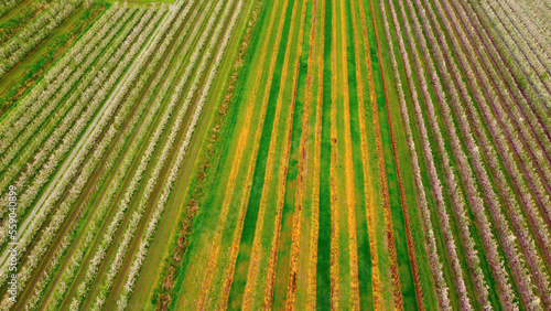 Apple tree fields in the marshlands of Altes Land Hamburg - aerial photography