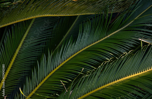 Deep green palm leaves  tropical background for banner or flyer design.