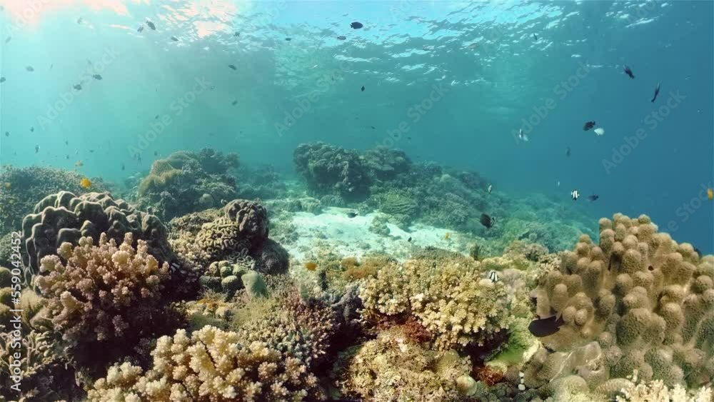 Tropical coral reef and fishes underwater. Hard and soft corals. Philippines. Tropical coral reef and fishes underwater. Hard and soft corals. Philippines.