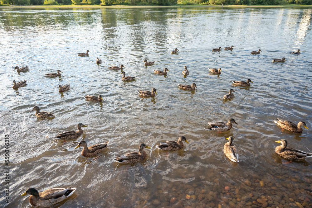Fototapeta premium a lot of wild ducks swim near the shore in the lake, waiting for them to be fed, selective focus