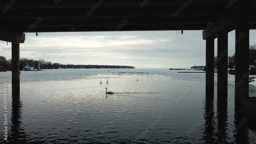 silhouettes of White Geese and other birds gathering in open water surrounded by ice basking in a glowing evening light silhouettes of White Geese and other birds gathering in open water surrounded by ice basking in a glowing evening light