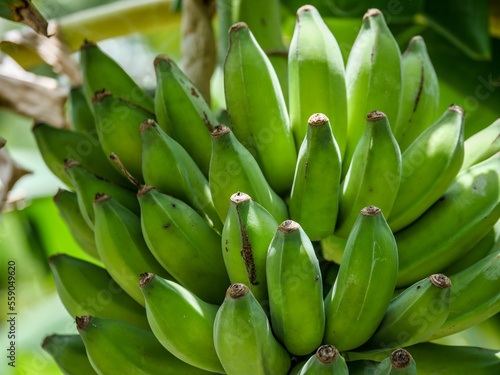 Bananas growing in Northland, New Zealand