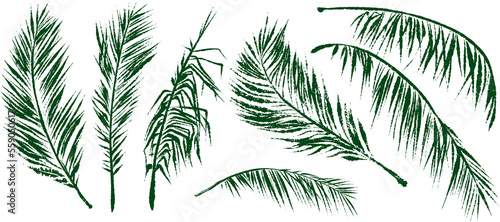 Palm tree leaves. Textured ink brush drawing