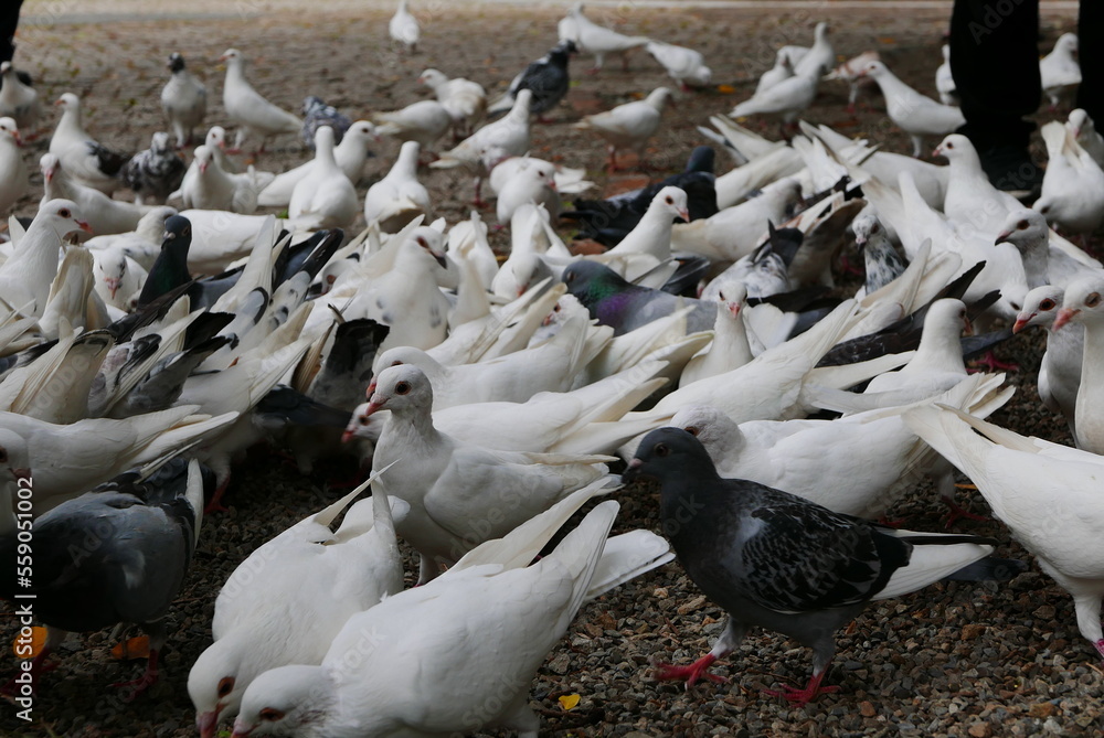 Fototapeta premium School of white dove in Taichung public park, Taiwan.