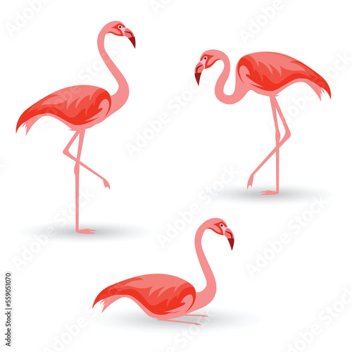 flamingo bird vector illustration design