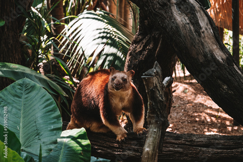 Animals and Wildlife in Perth Australia photo