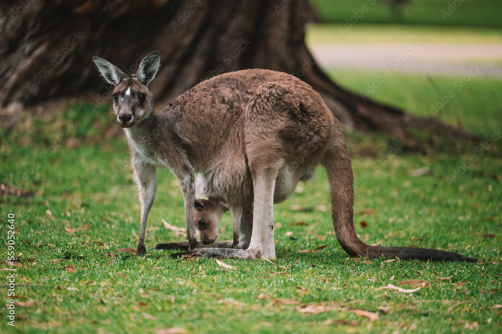 Animals and Wildlife in Perth Australia