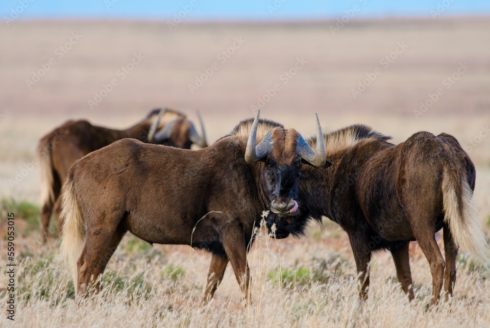 Black wildebeest or white-tailed gnu (Connochaetes gnou) standing in grassland. Eastern Cape. South Africa. Black wildebeest or white-tailed gnu (Connochaetes gnou) standing in grassland. Eastern Cape. South Africa.