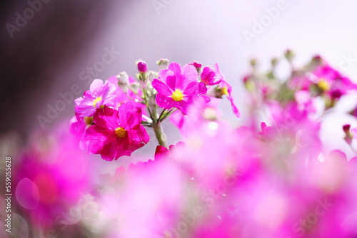 春の美しいピンクの草花 © eiiti aoki