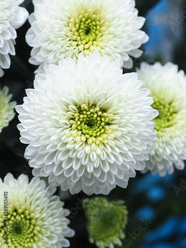 white Chrysanthemum with warm green center