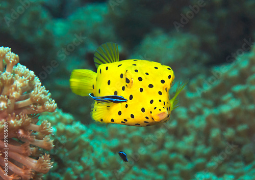 Yellow boxfish  ( Ostracion cubicum ) being cleaned by bluestreak cleaner wrasse ( labroides dimidiatus ) in symbiotic relationship. at cleaning station , Bali, Indonesia.
