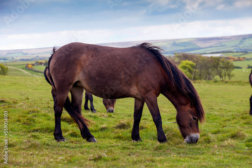 Exmoor Ponys © Juergen Wiesler
