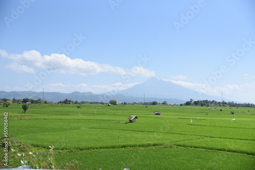 views of the rice fields and mountains of Seulawah in Aceh Besar © Yusri