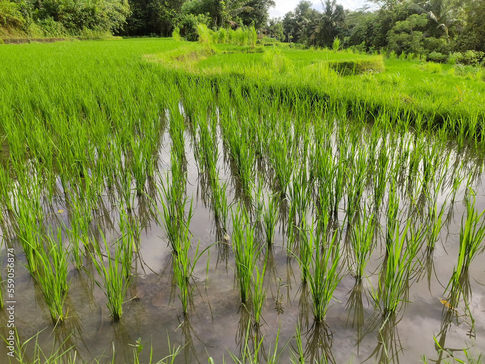 Beautiful view of rice fields in countryside Beautiful view of rice fields in countryside