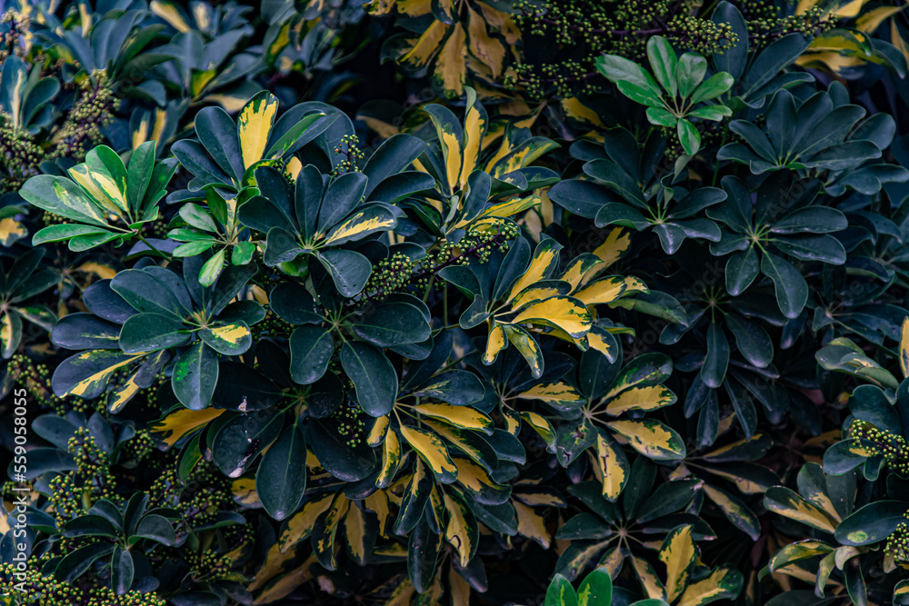 abstract background branches yellow and green leaves abstract background branches yellow and green leaves