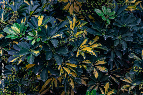 abstract background branches yellow and green leaves