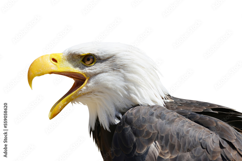 Portrait of a Bald Eagle (Haliaeetus Leucocephalus) isolated on transparent background, PNG.
Portrait of a Bald Eagle (Haliaeetus Leucocephalus) isolated on transparent background, PNG.
