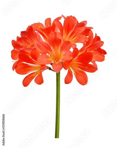 Orange Clivia miniata isolated on transparent background, PNG. Tropical flower. photo