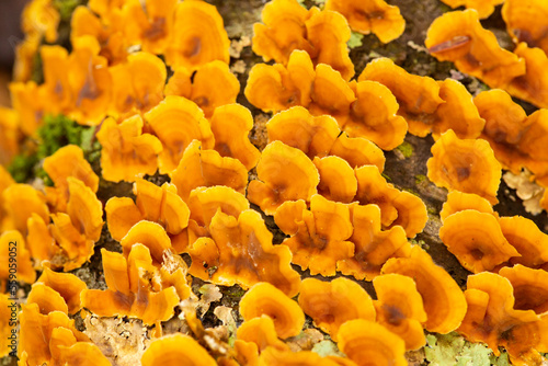 Orange bracket fungus on dead tree in Somers, Connecticut. photo