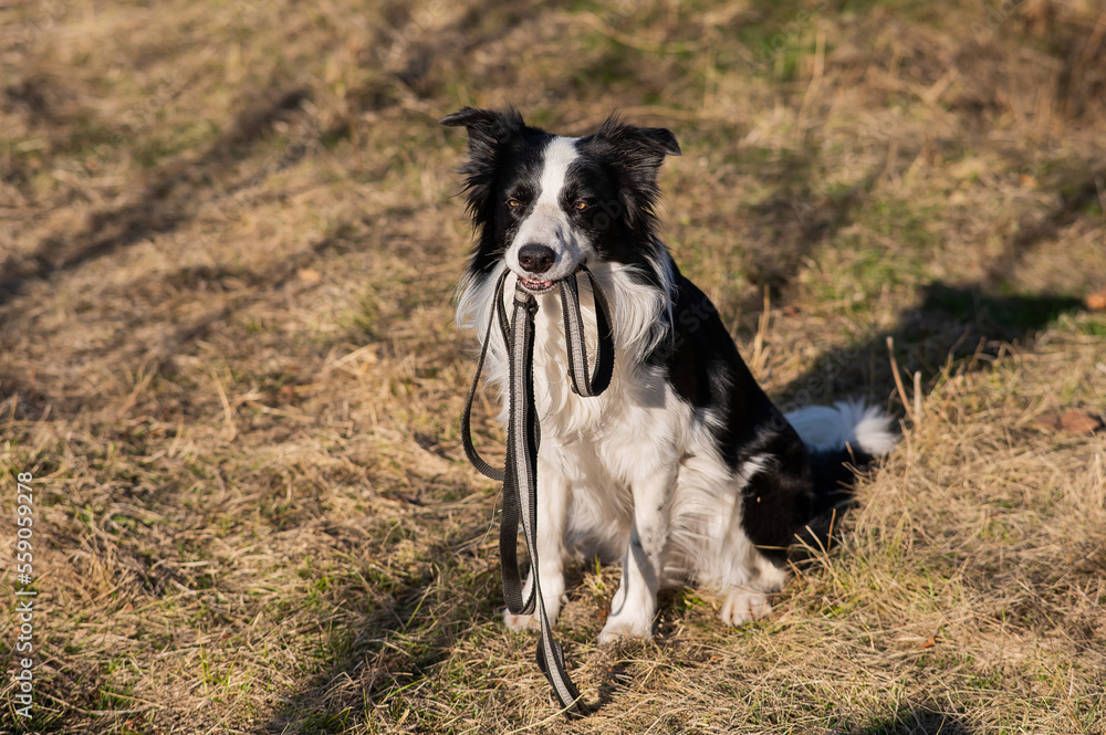 Fototapeta premium Border collie holding a leash in his mouth on a walk in the autumn park.