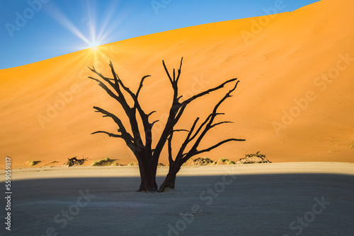 Namibia, the Namib desert, a dead tree isolated in the dunes in background© Pascale Gueret