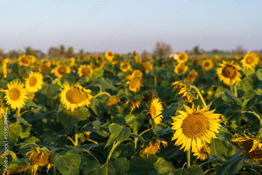 field of blooming sunflowers india