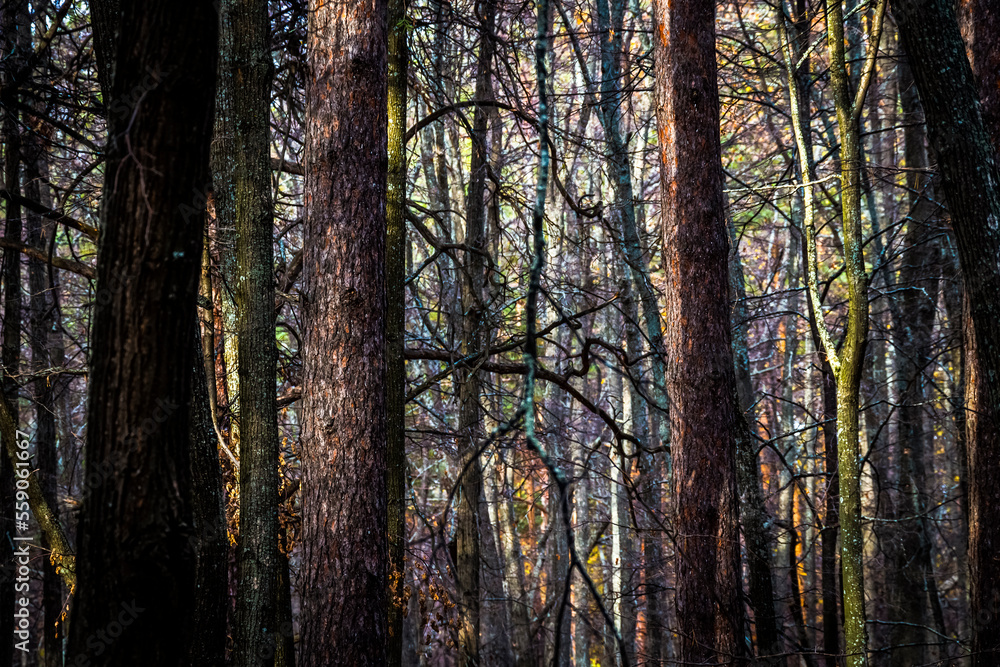 Trunks of trees in a dense forest.