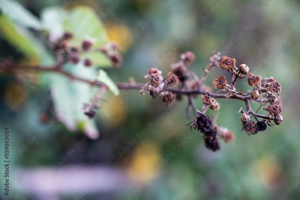Spruce with dry brown flowers and green blurred background. Spruce with dry brown flowers and green blurred background.
