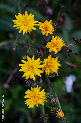 Yellow flower of Hieracium umbellatum plant with dark green blurred background.