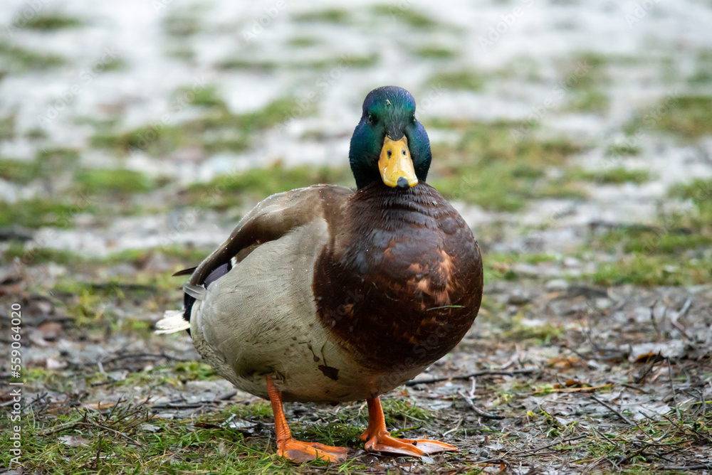 beautiful brown duck on asphalt, paving slabs, bird in urban environment beautiful brown duck on asphalt, paving slabs, bird in urban environment