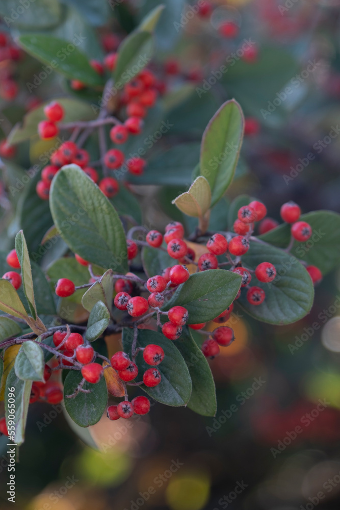 Waterer's cotoneaster, is a large evergreen shrub belonging to the genus Cotoneaster. It is an artificial hybrid, initially of frigidus, henrianus and salicifolius. Selective Focus Fruits. Waterer's cotoneaster, is a large evergreen shrub belonging to the genus Cotoneaster. It is an artificial hybrid, initially of frigidus, henrianus and salicifolius. Selective Focus Fruits.