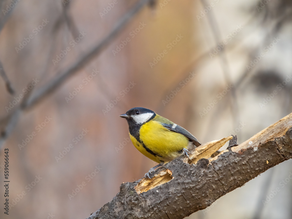 Cute bird Great tit, songbird sitting on the branch with blured background Cute bird Great tit, songbird sitting on the branch with blured background