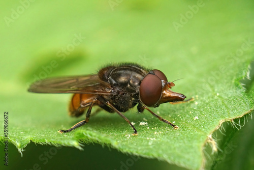 Closeup on the common Snout-hoverfly, Rhingia campestris sitting on a green leaf