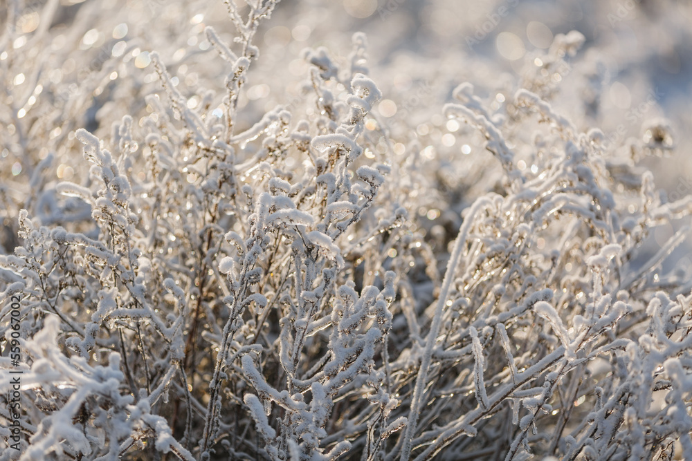 textures, christmas background, close-up, snow grass patterns, highlights textures, christmas background, close-up, snow grass patterns, highlights