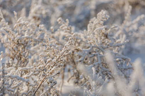 textures, christmas background, close-up, snow grass patterns, highlights © Михаил Корнилов