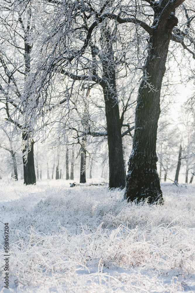 winter forest, oaks in the snow, view of the snowy forest winter forest, oaks in the snow, view of the snowy forest
