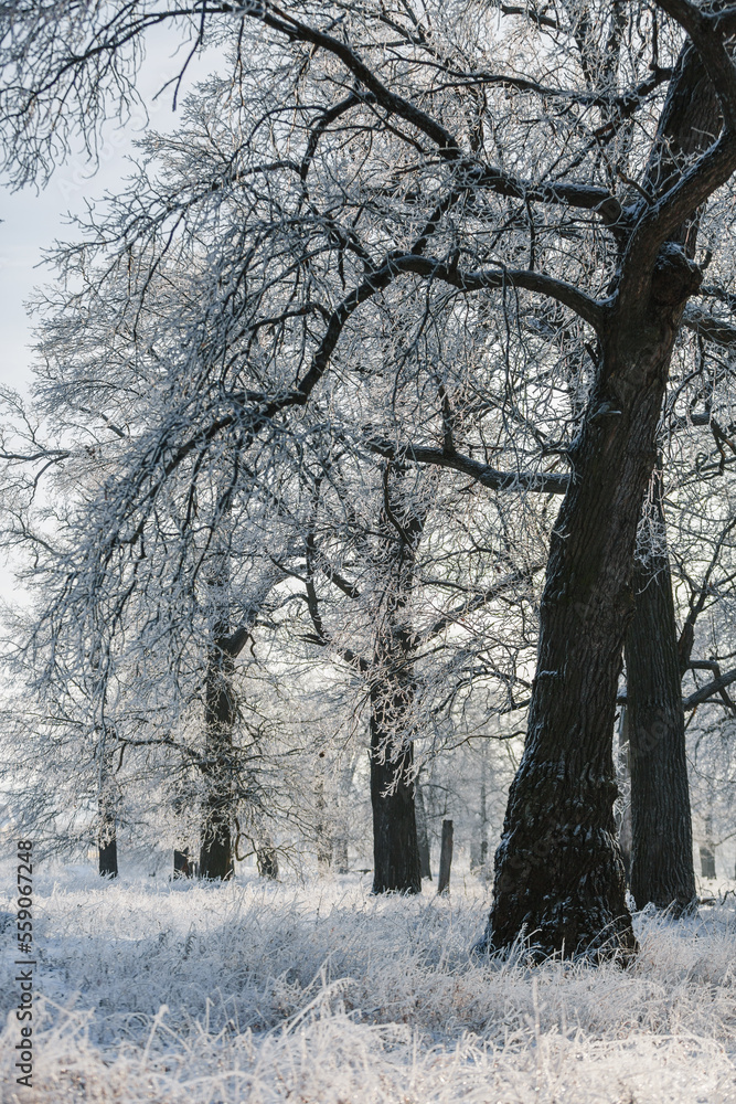 winter forest, oaks in the snow, view of the snowy forest