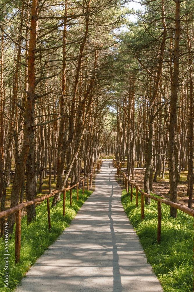 Obraz premium Dancing forest is sight of Curonian Spit national park in Kaliningrad region, Russia. Beautiful old conifer trees with twisted trunks covered moss and road for tourists. Forest landscape