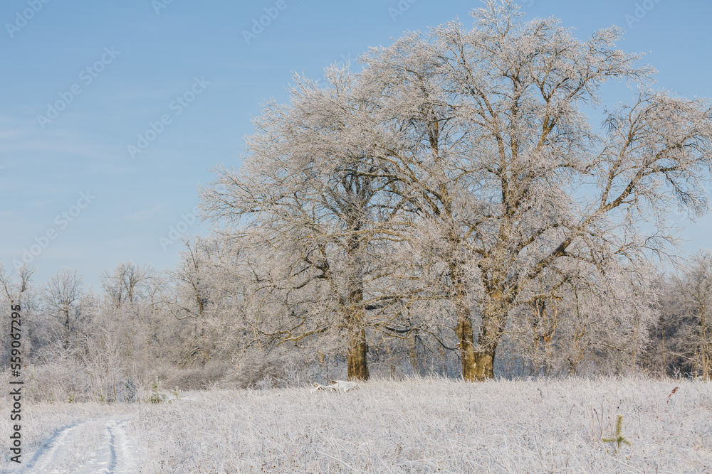 winter forest, oaks in the snow, view of the snowy forest winter forest, oaks in the snow, view of the snowy forest