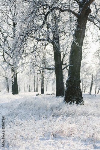 winter forest, oaks in the snow, view of the snowy forest © Михаил Корнилов