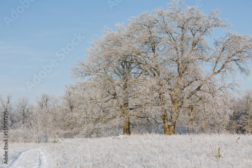 Wallpaper Mural winter forest, oaks in the snow, view of the snowy forest Torontodigital.ca
