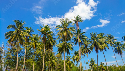 Wallpaper Mural Holiday concept image with Scenery near beach  and vacation view in Terengganu. Torontodigital.ca