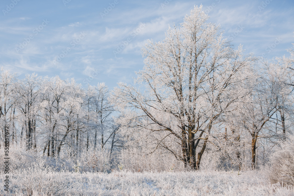winter forest, tall trees, oaks in the snow, view of the snowy forest winter forest, tall trees, oaks in the snow, view of the snowy forest