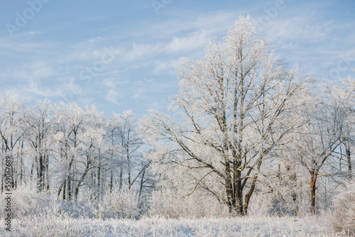 winter forest, tall trees, oaks in the snow, view of the snowy forest