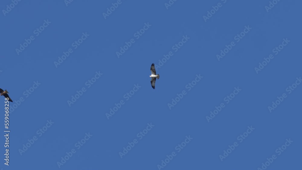osprey in flight osprey in flight