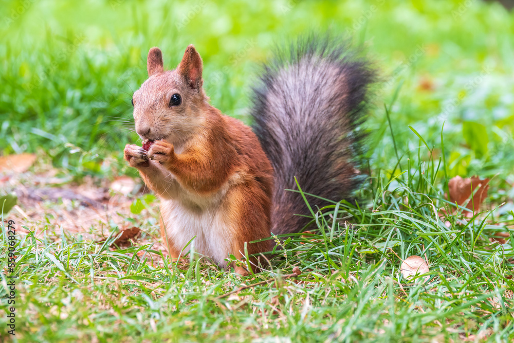 Autumn squirrel with nut sits on green grass with fallen yellow leaves Autumn squirrel with nut sits on green grass with fallen yellow leaves