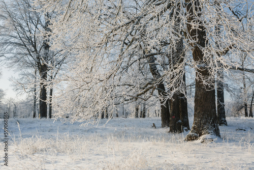 winter forest, oaks in the snow, view of the snowy forest