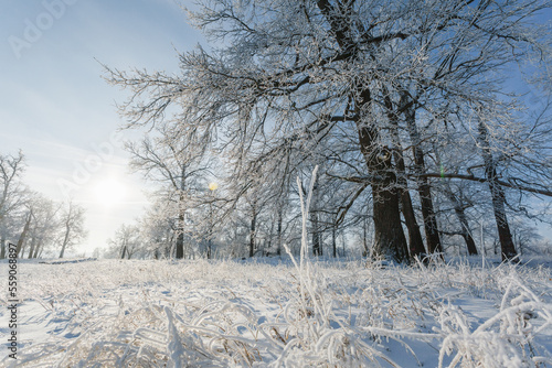 winter forest, oaks in the snow, view of the snowy forest