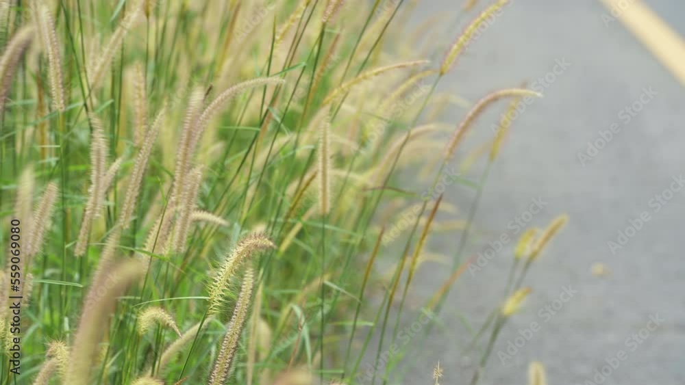 Wild Reeds Grass flower in meadow Sway From Wind blow. White Grass flowers sway with wind in green field. Meadow Near road In Countryside.White reed in green field swaying like wave in wind breeze. Wild Reeds Grass flower in meadow Sway From Wind blow. White Grass flowers sway with wind in green field. Meadow Near road In Countryside.White reed in green field swaying like wave in wind breeze.